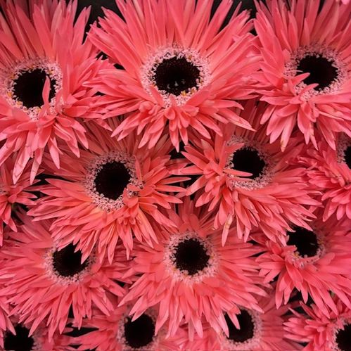 GERMINI SPINDEL ROSA x20