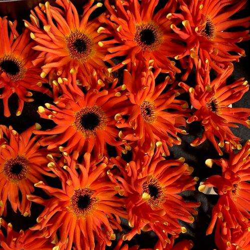 GERBERA PASTINI EMILIA ORANGE X15