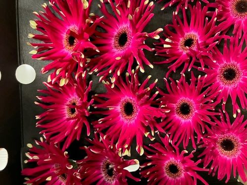 GERMINI PASTINI VITTORIA/ANDRIA CERISE