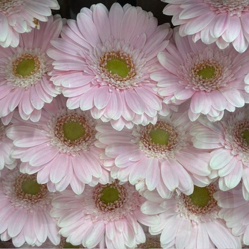 GERMINI CABARET ROSA