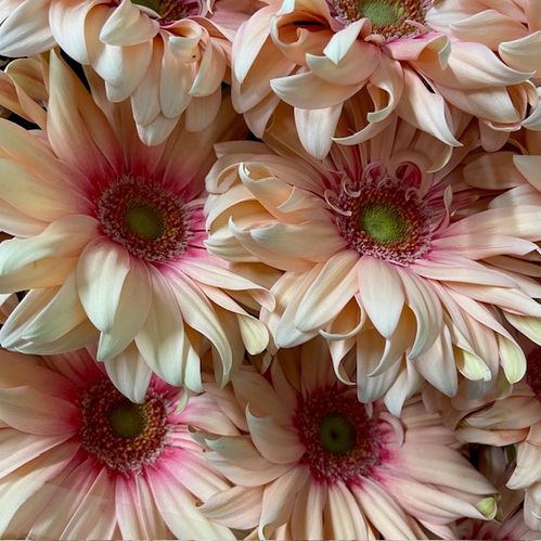 GERBERA PASTA ROSATA ROSA