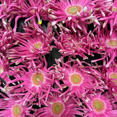 GERBERA PASTINI GRAZE ROSA