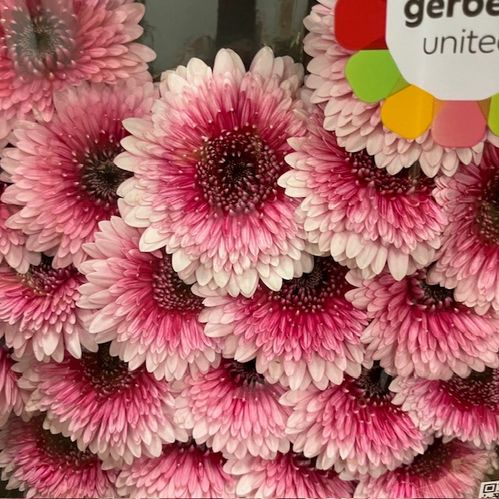 GERMINI CHOCHOO ROSA