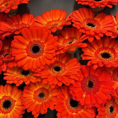 GERMINI FLAMAZING ORANGE/GUL