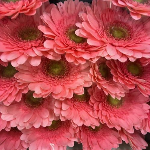 GERMINI FUNNI ROSA
