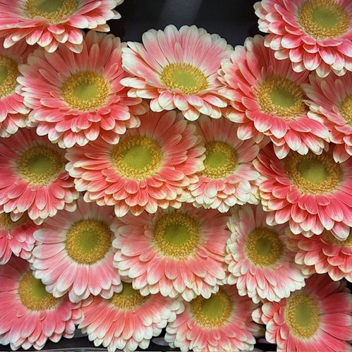 GERMINI TOM POUCE CREME/ROSA