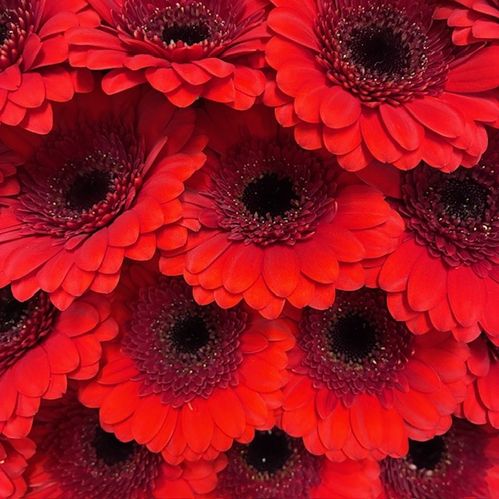 GERMINI RÖD RUBY RED