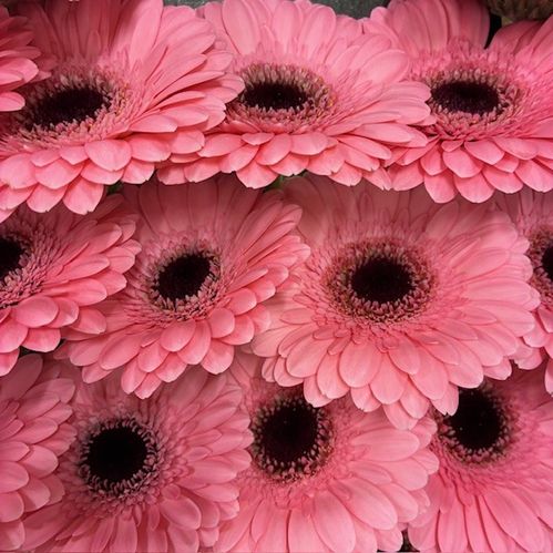 GERMINI HAPPINESS ROSA