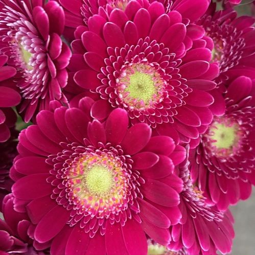 GERMINI PICCOLINI DITELLA CERISE