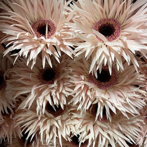 GERBERA CREAM SPRINGS SPINDEL x15