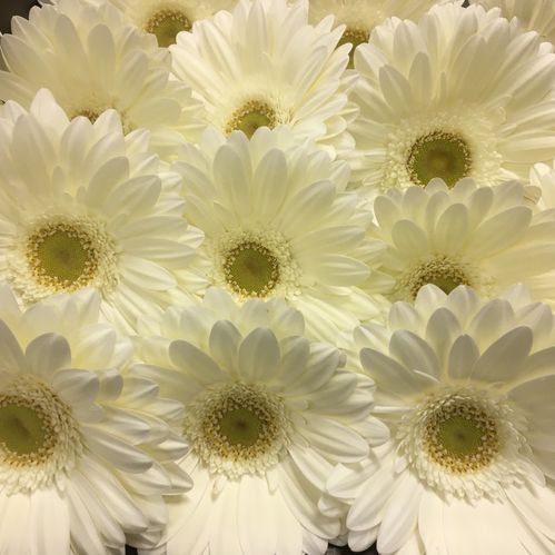 GERBERA VIT LJUST ÖGA x15
