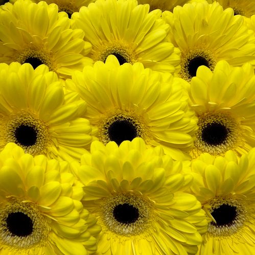 GERBERA GUL x15