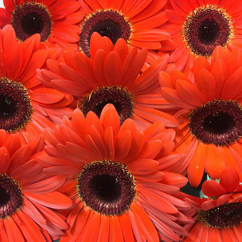 GERBERA RÖD x15