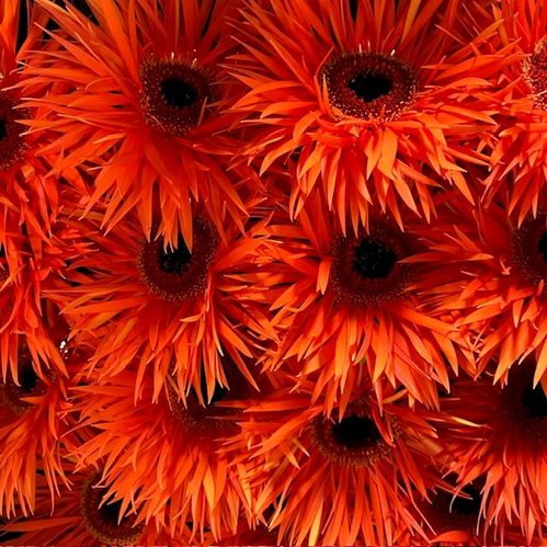 GERBERA ORANGE SPINDEL x15