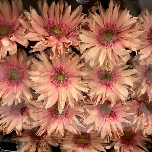 GERBERA PASTA ROSA X15
