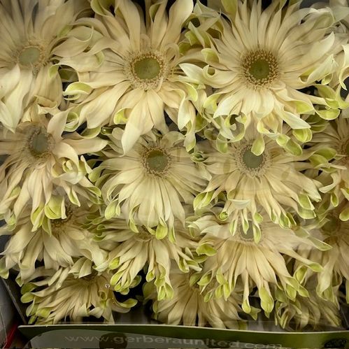 GERBERA PASTA CARBONARA CREME X15