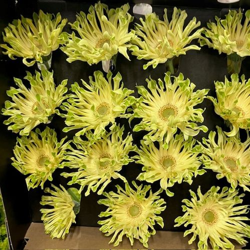 GERBERA PASTA PISTACHIO X15 LIME
