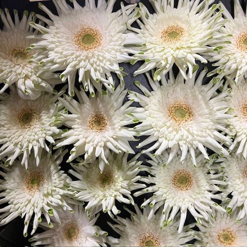GERBERA PASTA BLONDIE VIT/LIME X15