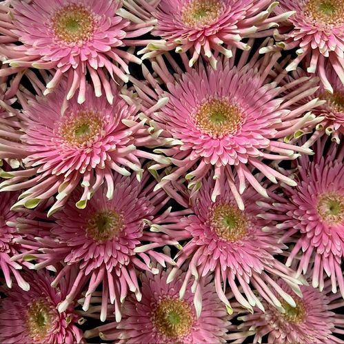 GERBERA PASTA EMMA ROSA MED LIME  X15