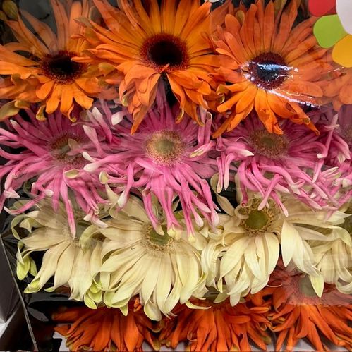 GERBERA PASTA X15