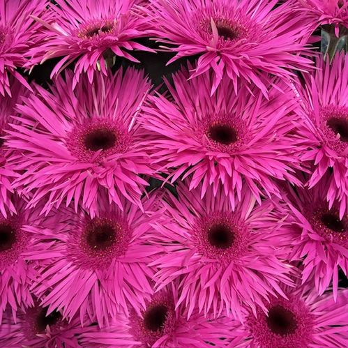 GERBERA GERSPIDER NAOMI  ROSA x15