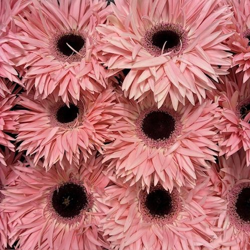 GERBERA GERSPIDER ABU ROSA