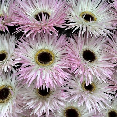 GERBERA STICH SPIDER x15