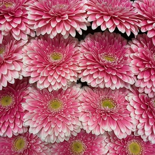 GERBERA GERPONI POWERBALL