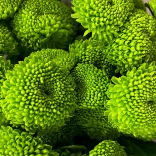 KRYSS DELIGREEN LIME KNAPP GRENAD