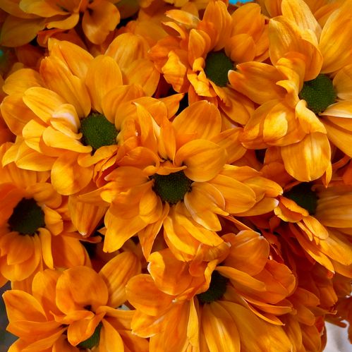 KRYSS REAGAN/EURO FÄRGAD ORANGE