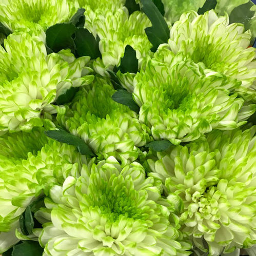 KRYSS BL ZEMBLA LIME
