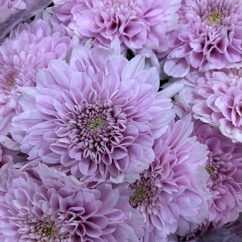 KRYSS BL KALIMBA STORBLOM ROSA