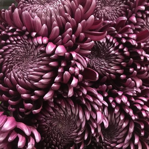 KRYSS BL BIGOUTI PURPLE