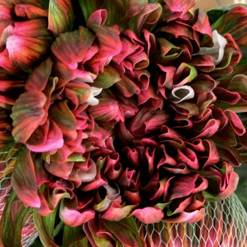 KRYSS BL ANTONOV FÄRGAD /TROPICANA/HORTENSIA