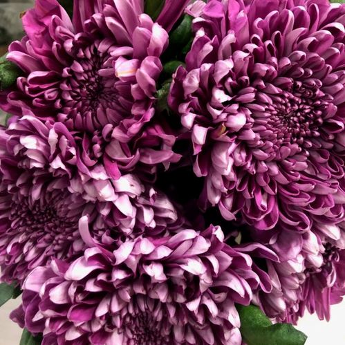 KRYSS BL HORNBILL DARK STORBL LILA