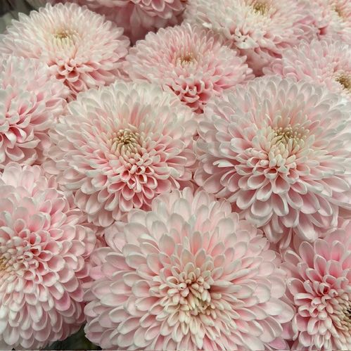 KRYSS BL BABY PINK FÄRGAD