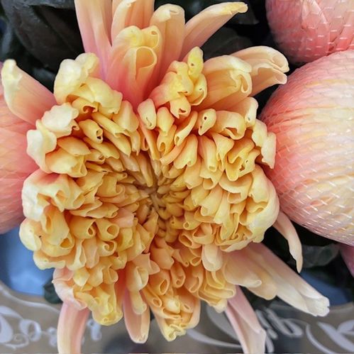 KRYSS BL ANTONOV SOFT PEACH