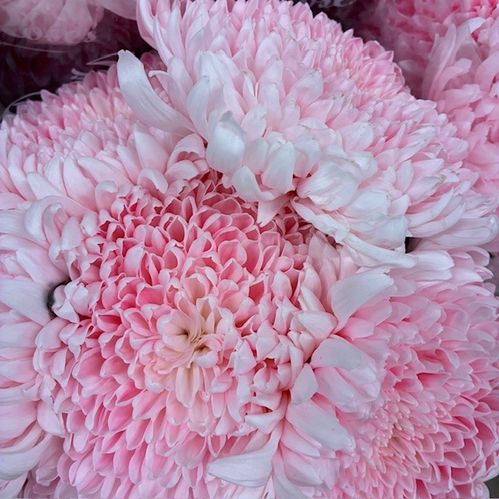 KRYSS BL STORBL FÄRGAD TUTU PINK