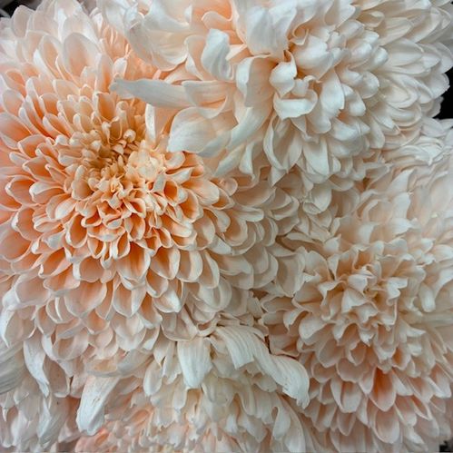 KRYSS BL STORBL FÄRGAD TUTU PEACH