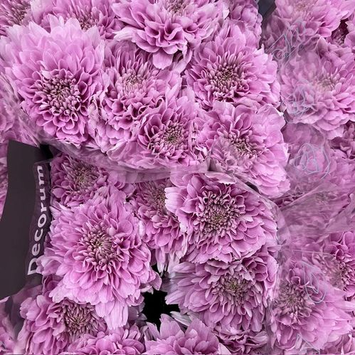 KRYSS BL KALIMBA ROSA