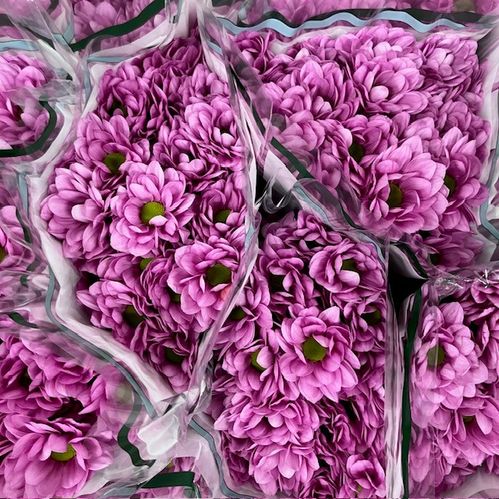 KRYSS RESQ ROSA