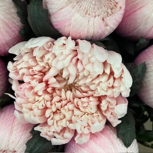 KRYSS BL ANTONOV FÄRGAD PASTELL PINK