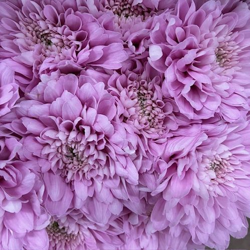 KRYSS BL PETRUSHKA STORBLOM ROSA