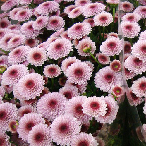 SANTINI CALIMERO ROSA