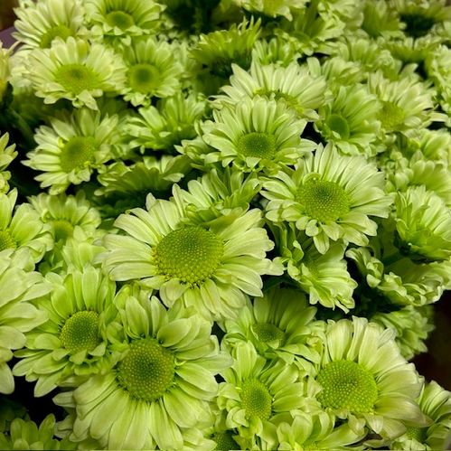 SANTINI LIME LJUS ENKEL