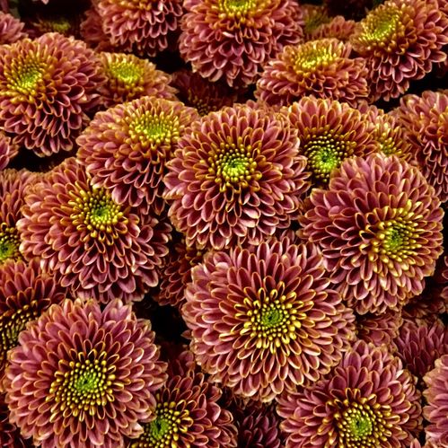 SANTINI DORIA CHERRY CORAL/BRUN