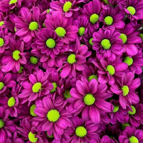 SANTINI MADIBA YOMBA PURPLE
