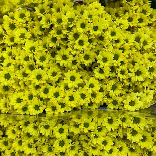 SANTINI MADIBA RINGA YELLOW