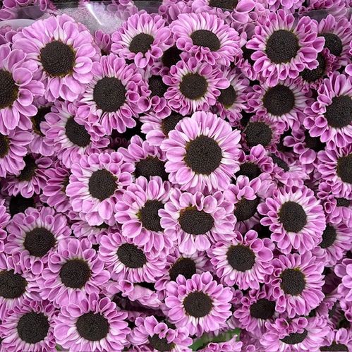 SANTINI PATRESE ROSA