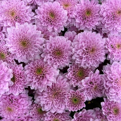 SANTINI MILLER PEARL SWEET ROSA